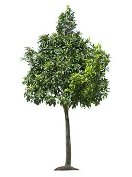 Isolated tree on white background Stock Photos