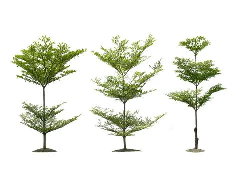 Isolated tree on white background Stock Photos