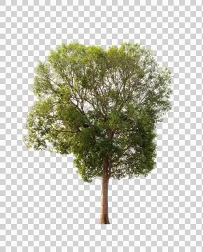 Isolated tree on white background Stock Photos