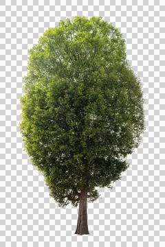 Isolated tree on white background Stock Photos