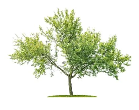 Isolated tree on a white background - Prunus domestica - Plum tree Stock Photos