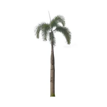Isolated tree on white background, used with natural concept Stock Photos