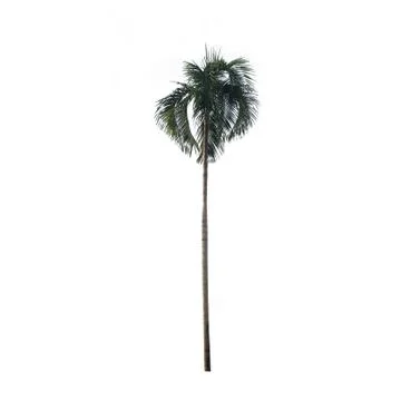 Isolated tree on white background, used with natural concept Stock Photos