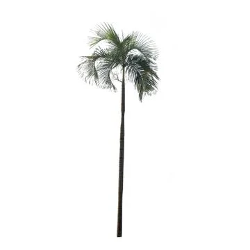 Isolated tree on white background, used with natural concept 스톡 사진
