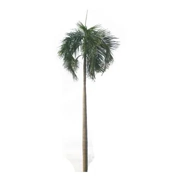 Isolated tree on white background, used with natural concept Stock Photos