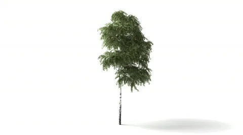 Isolated tree wind animation Vídeo Stock 653679