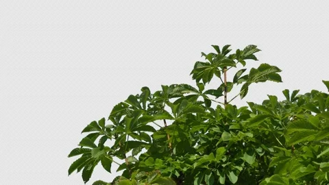 Isolated tree in the wind with transparent background alpha channel Stock Footage 210002133