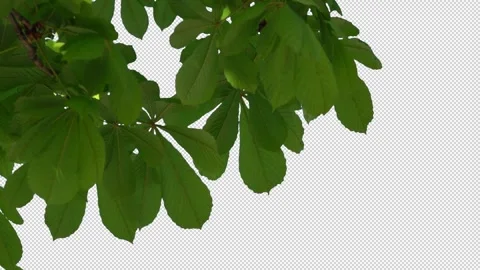 Isolated tree in the wind with transparent background alpha channel Video stock 243489263