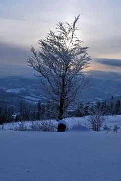 Isolated tree in winter landscape during sunset Stock Photos