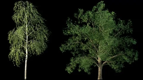 Isolated trees on black with wind and alpha mask Stock Footage 48416291