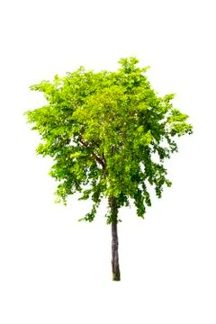 Isolated trees with clipping path on white background use for decoration Stock Photos