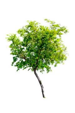 Isolated trees with clipping path on white background Stock Photos