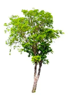 Isolated trees with clipping path on white background use for decoration arch Stock Photos