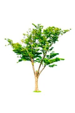 Isolated trees with clipping path on white background Stock Photos