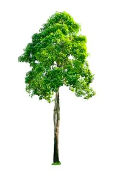 Isolated trees with clipping path on white background Stock Photos