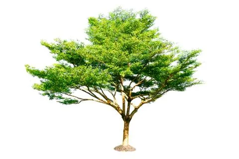 Isolated trees with clipping path on white background Stock Photos