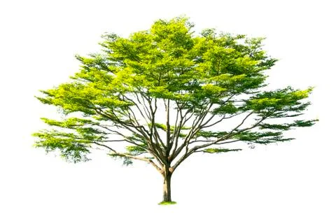 Isolated trees with clipping path on white background Stock Photos