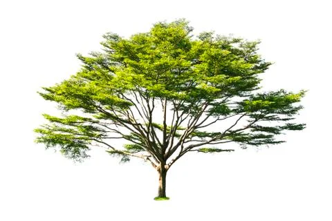 Isolated trees with clipping path on white background Stock Photos