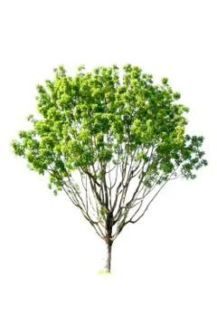 Isolated trees with clipping path on white background use for decoration Stock Photos