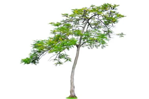 Isolated trees with clipping path on white background use for decoration Stock Photos