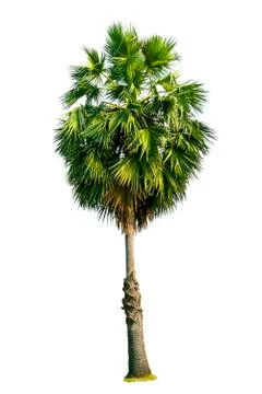 Isolated trees with clipping path on white background use for decoration Stock Photos