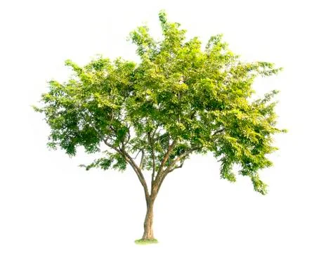 Isolated trees with clipping path on white background use for decoration Stock Photos
