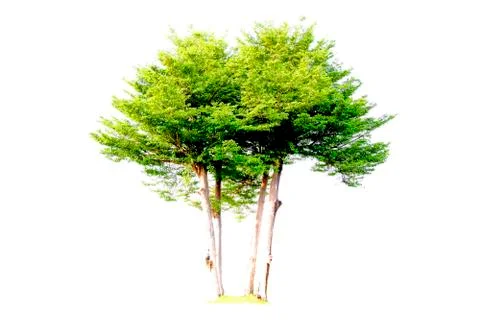 Isolated trees with clipping path on white background use for decoration Stock Photos