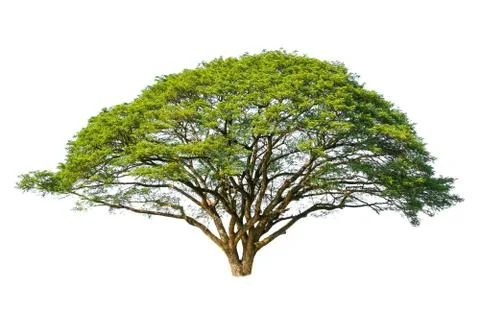 Isolated trees with clipping path on white background use for decoration Stock Photos