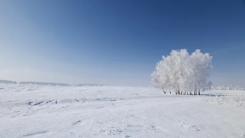 Isolated trees cluster on cold winter day - camera pan Stock Footage 122822002