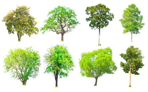 Isolated trees collection with clipping path on white background Stock Photos