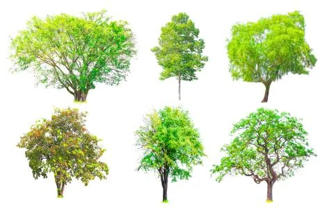 Isolated trees collection with clipping path on white background Stock Photos