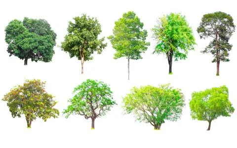 Isolated trees collection with clipping path on white background Stock Photos