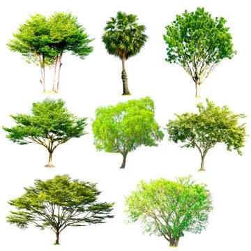 Isolated trees collection with clipping path on white background Stock Photos