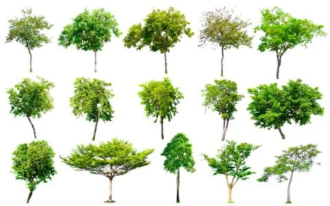 Isolated trees collection with clipping path on white background Stock Photos
