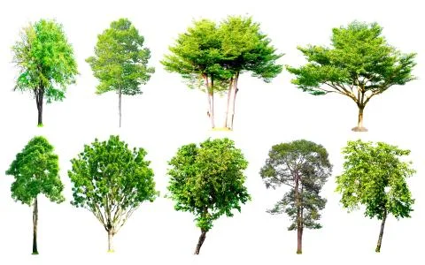 Isolated trees collection with clipping path on white background Stock Photos