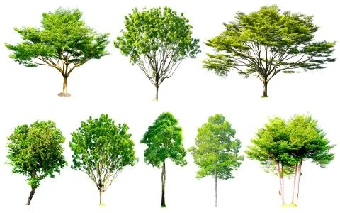 Isolated trees collection with clipping path on white background Stock Photos