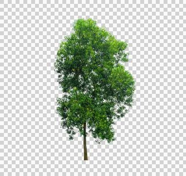 Isolated  trees  on transparent background PNG file Stock Photos