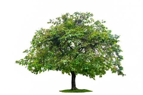 Isolated  trees on white background Stock Photos