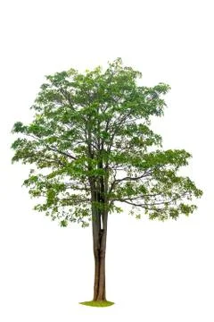 Isolated  trees on white background Stock Photos