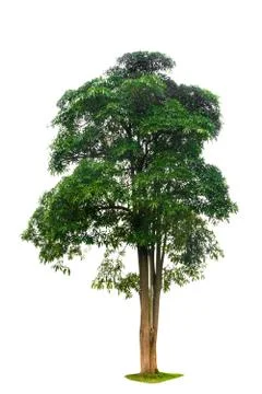 Isolated  trees on white background Stock Photos