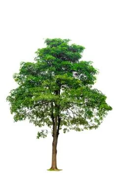 Isolated  trees on white background Stock Photos