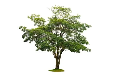 Isolated  trees on white background Stock Photos