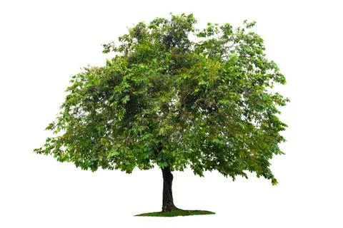 Isolated  trees on white background Stock Photos