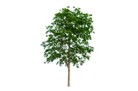 Isolated  trees on white background Stock Photos