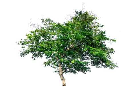 Isolated  trees on white background Stock Photos
