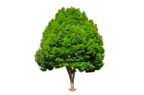 Isolated  trees on white background Stock Photos