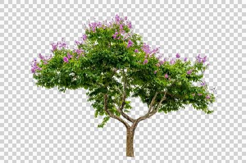 Isolated  trees on white background Stock Photos