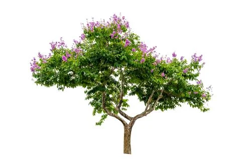 Isolated  trees on white background Stock Photos