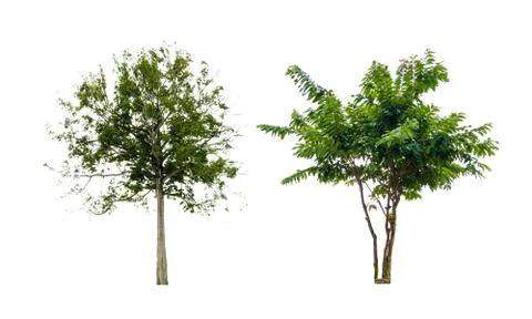 Isolated trees on white background Two early Stock Photos