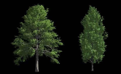 Isolated trees with wind and alpha mask Stock Footage 50966488